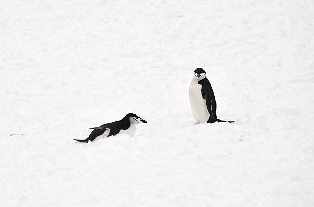 two chinstrap penguins - half moon island horizontal penguin animal imagens e fotografias de stock