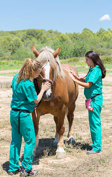 istock Veterinary horses on the farm 583690800