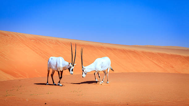 oryx d'arabie - ecological reserve photos et images de collection