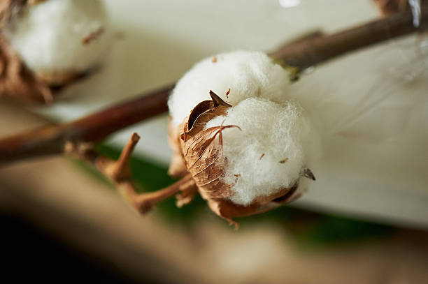 istock Cotton  balls on blurred background. close 583691638