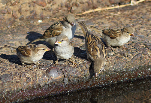 Passer domesticus (Linnaeus, 1758). Pack of young house sparrows
