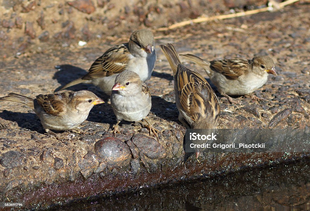 Family sparrows on the bank of a reservoir Passer domesticus (Linnaeus, 1758). Pack of young house sparrows Herd Stock Photo
