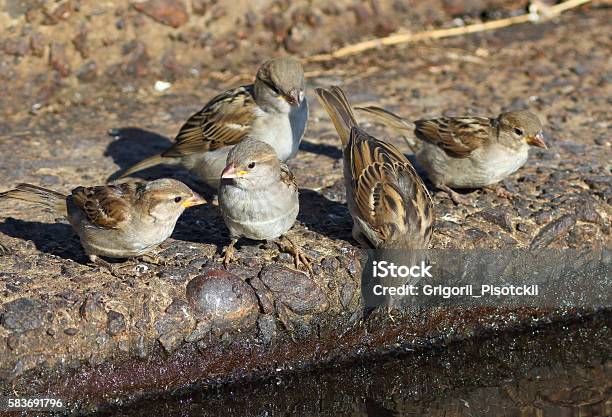Family Sparrows On The Bank Of A Reservoir Stock Photo - Download Image Now - Herd, Sparrow, Animal