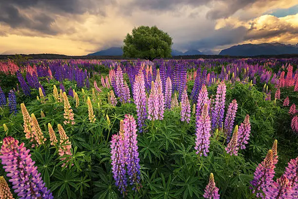 Photo of Beautiful lupines field