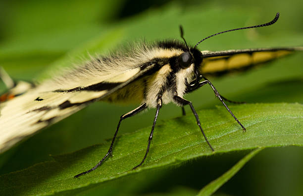istock Canadian Tiger Swallowtail 583692208