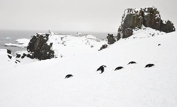 colonie de manchots à jugulaire parmi les rochers - half moon island horizontal penguin animal photos et images de collection