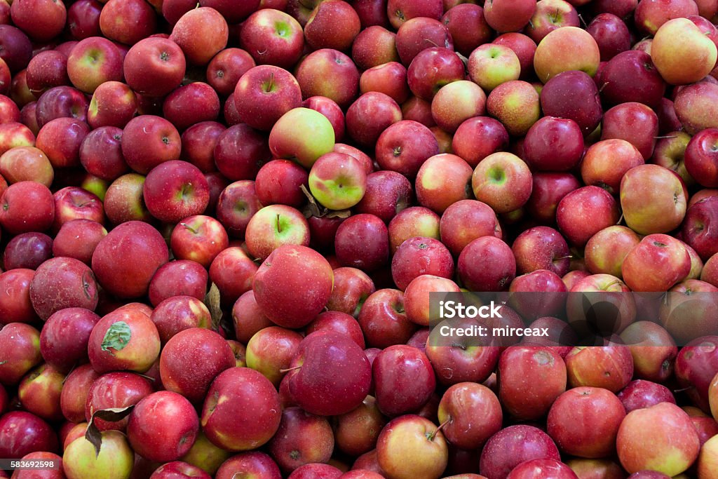 Fondo de manzana de Cortland - Foto de stock de Manzana libre de derechos