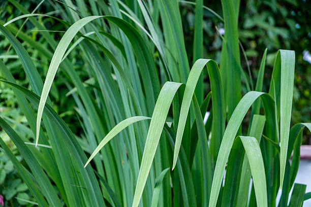 istock Tall blades of grass 583693412
