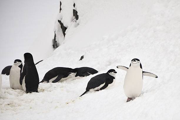 chinstrap penguins and smile - half moon island horizontal penguin animal imagens e fotografias de stock