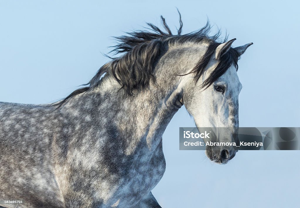 Gray Andalusian Horse in motion. Portrait of Spanish horse. Gray Andalusian Horse in motion. Portrait of Spanish horse on blue sky. Horse Stock Photo