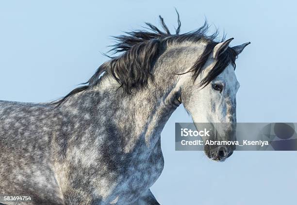 Gray Andalusian Horse In Motion Portrait Of Spanish Horse Stock Photo - Download Image Now