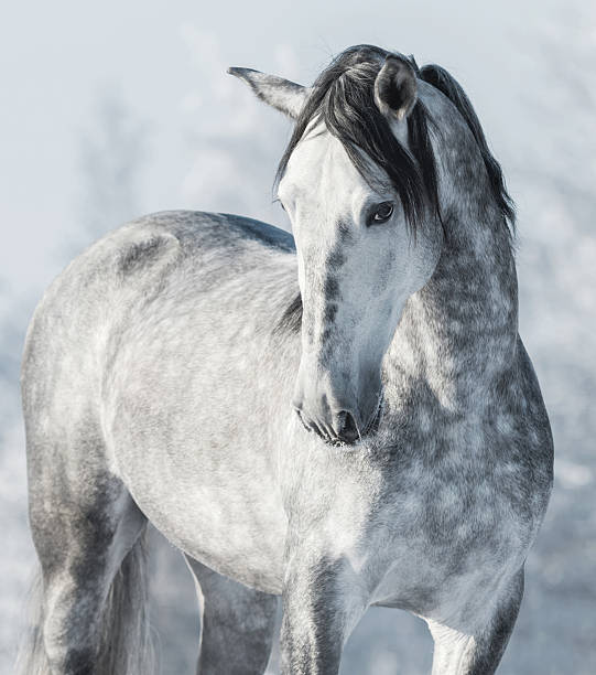 Spanish thoroughbred grey horse in winter forest. Spanish thoroughbred grey horse in winter forest. Monochromatic wintertime vertical outdoors image. dapple gray horse standing silver stock pictures, royalty-free photos & images