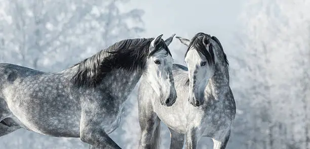 Two thoroughbred gray horses in winter forest. Monochromatic wintertime horizontal outdoors image.