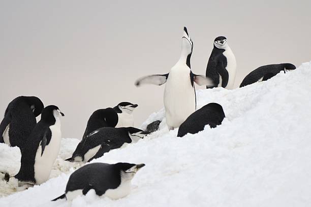 chinstrap penguins and a smile - half moon island horizontal penguin animal imagens e fotografias de stock