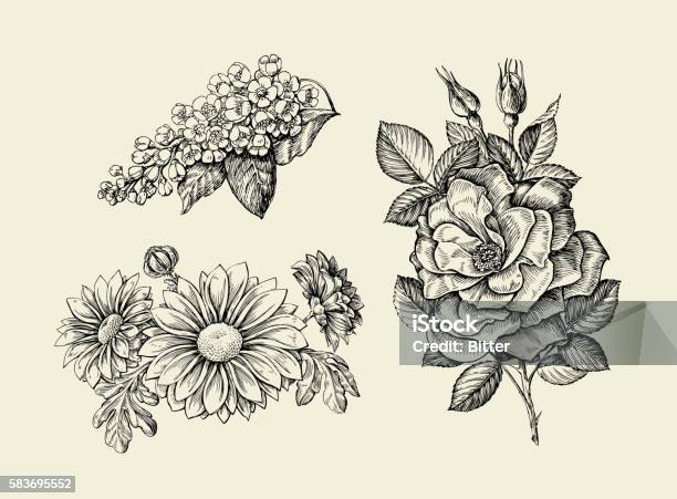 Flower Hand Drawn Sketch Dogrose Rosehip Wild Rose Bird Cherry Stock Illustration - Download Image Now