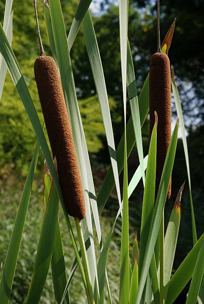 istock brown water truncheons close up 583697128