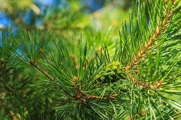 istock Young pine green cones in the forest 583697524