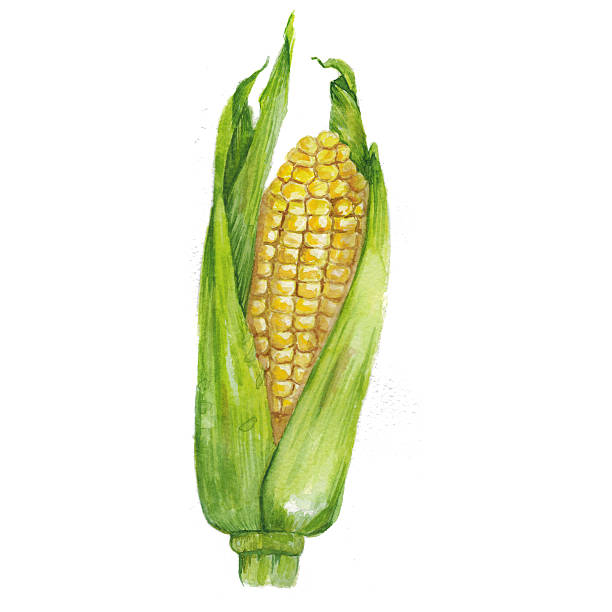 Watercolor hand drawn corn vector art illustration