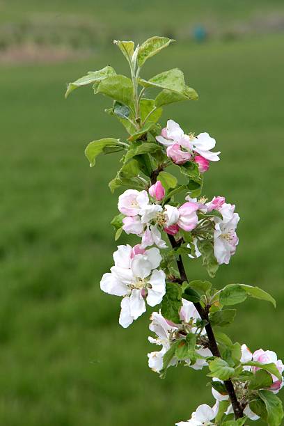 belles fleurs de bois de cerisier - cherrywood photos et images de collection