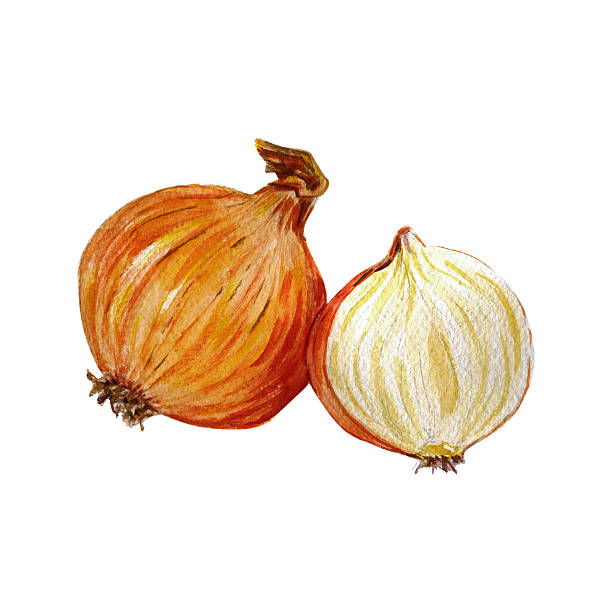 Watercolor hand drawn onion vector art illustration