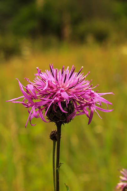 istock wild flowers at sunny day at meadow 583698524