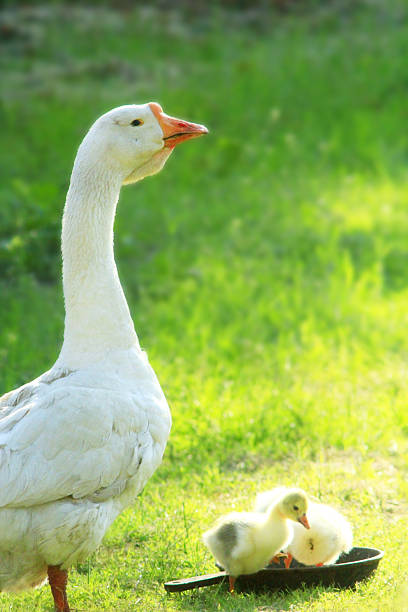 istock young goslings with goose 583699090