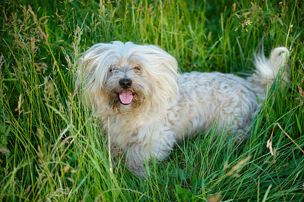 portrait of a cute dog