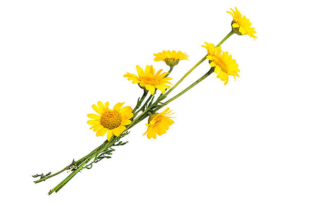 istock Cota tinctoria (Anthemis tinctoria) on a white background 583699530
