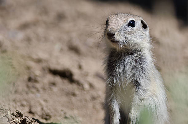 istock Alert Little Ground Squirrel Standing Guard Over Its Home 583700918