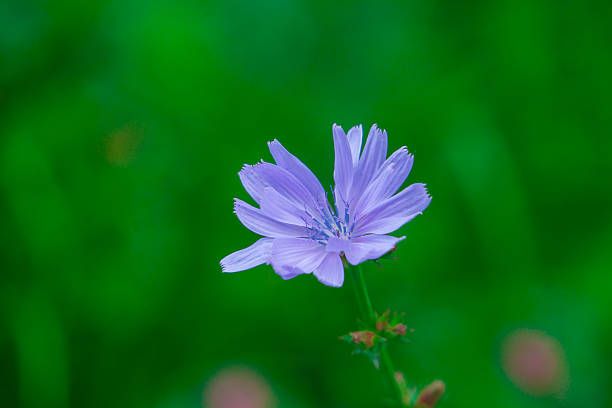 istock Lilac flower on a green background. Flower Cornflower 583701086