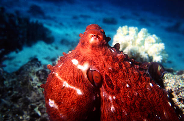 istock Common Octopus in the Red Sea. Octopus Vulgaris. 583701298
