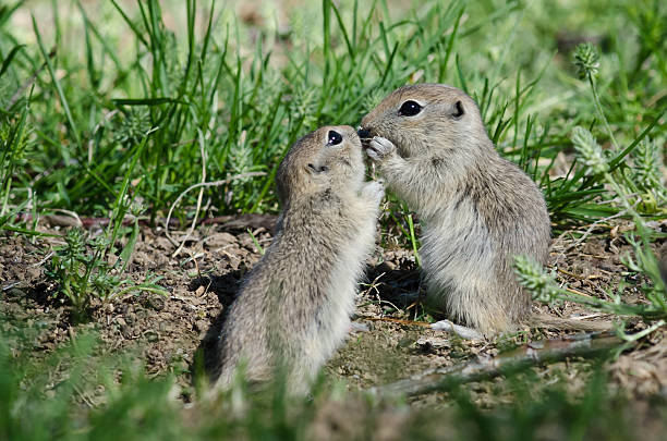 istock Two Cute Ground Squirrels Sharing a Little Kiss 583701422