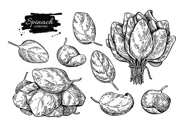 Vector illustration of Spinach leaves hand drawn vector set. Isolated Spinach leaves dr