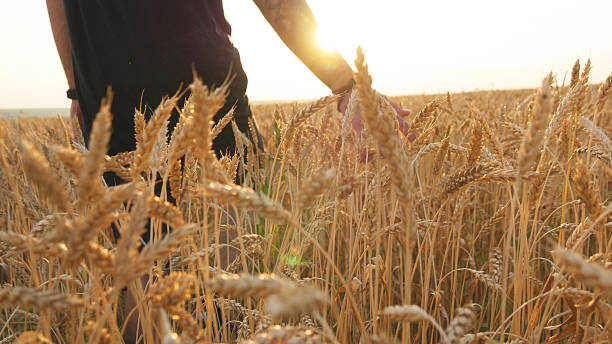 istock Male hand moving over wheat growing on the field. Young 583702004