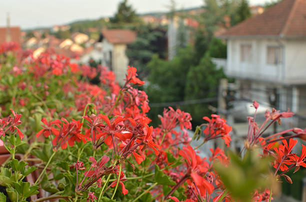 istock Red Roofs and Flowers 583702072