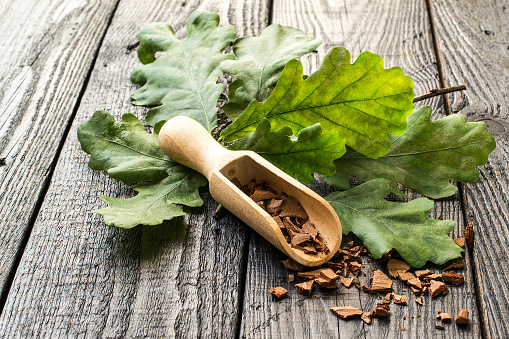 Medicinal plant oak (Quercus). Branch and oak bark in a scoop on a dark wooden table. In herbal medicine used the bark, leaves and acorns. Acorns are used as a substitute for coffee. Selective focus