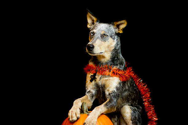 Dog with paws on pumpkin on black background stock photo