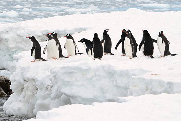istock Gentoo Penguins at Niko Harbour 583706082