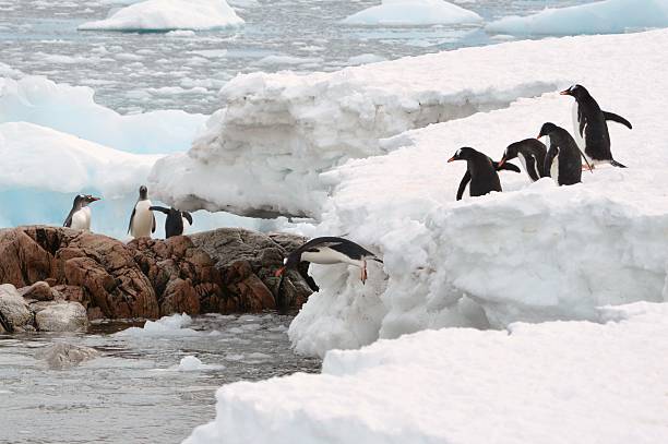 istock Penguins  Line Up to Dive 583707102