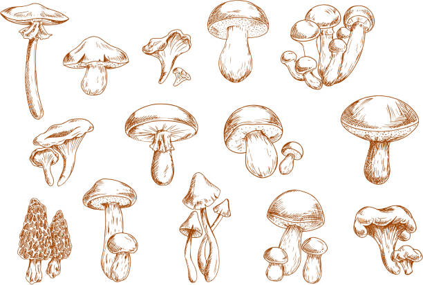 Edible mushrooms sketches for food design Delicious edible mushrooms sketches with engraving stylized porcini, ceps, shiitake, chanterelles, oysters, morel, honey agarics and portabella. Use as old fashioned recipe book or menu design peppery bolete stock illustrations
