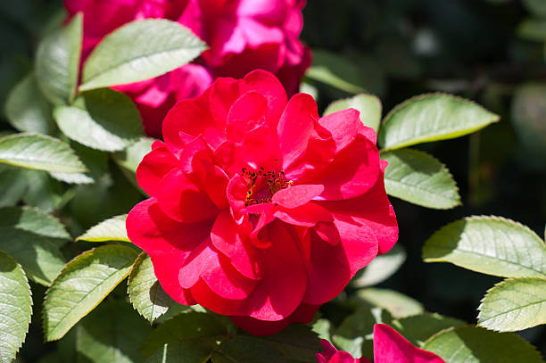 istock Beautiful pink rose in a garden 583707556