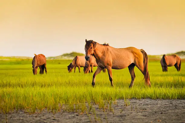 Photo of Horses