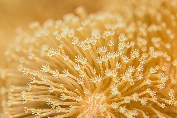 coral de couro de cogumelo sapo - nature macro reef animal - fotografias e filmes do acervo