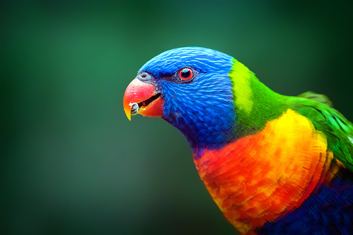 Two colorful parrots kissing on a branch.