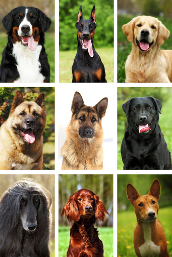 nine popular breeds of dogs, portraits nature outdoors close-up, collage