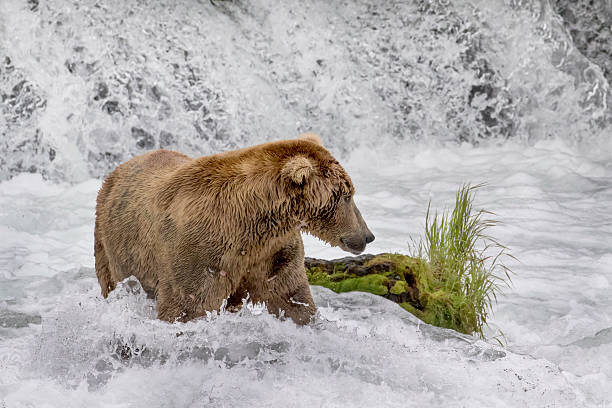 istock Brown Bear (Grizzly) at base of waterfall hunting salmon 583710724