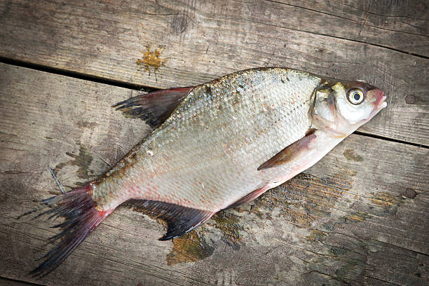 istock Bream fish on the wooden background 583711088