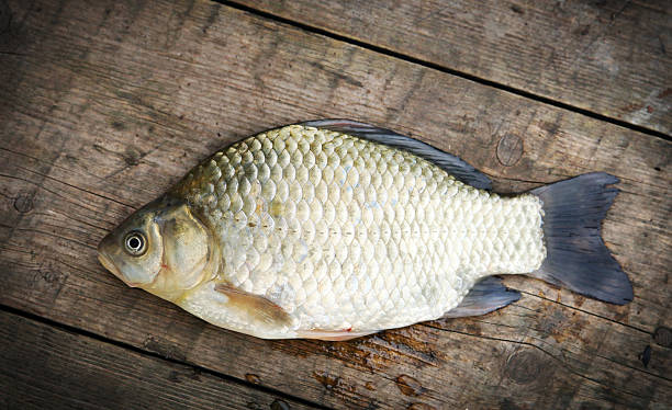 istock Crucian fish on the wooden background 583711130