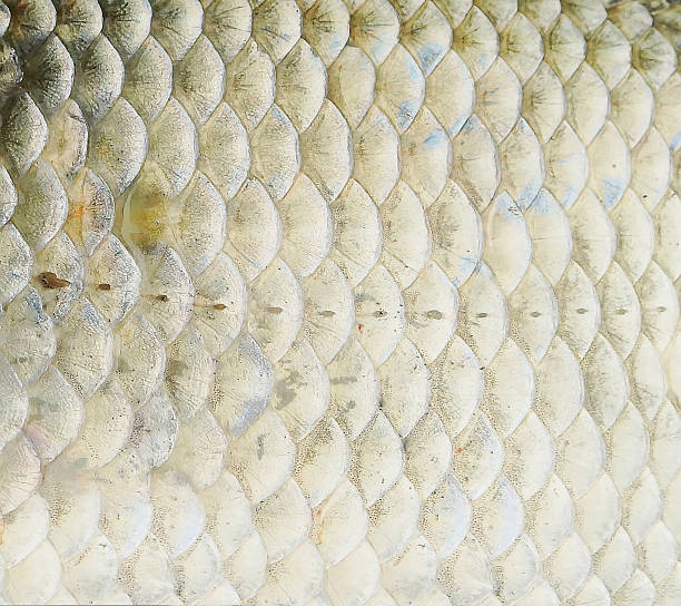 istock Close up background of fish scales 583711190