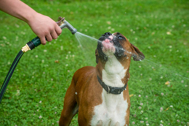 boxer, dog